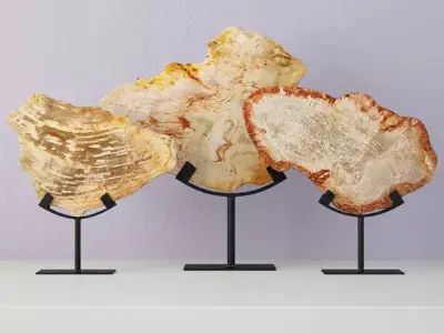 Petrified Wood Slices On Stand 3 3D model
