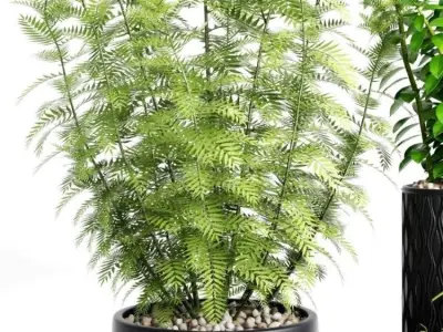 Plants And Planters 5 3D model