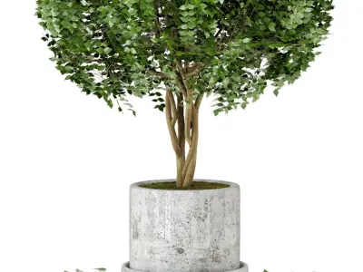 Outdoor Plants in Concrete Pot Set 31  3D model