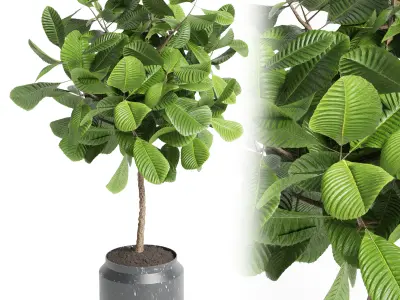 Indoor plant collection 27-marble vase Low-poly 3D model