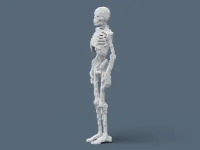 Voxel Skeleton Low-poly 3D model