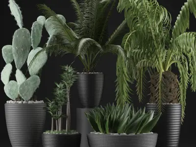 Plants Collection 25 3D model