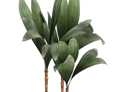 Cocos nucifera palm for the interior in white pot 679 3D model