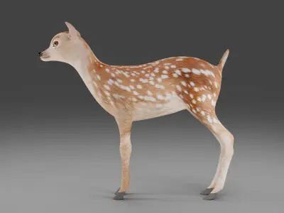 Fawn Deer NO Rigged V1 Low-poly 3D model