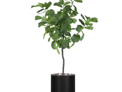 Big ficus lyrata in modern flower pot 3D model