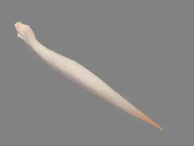 Cartoon White Snake Low-poly 3D model