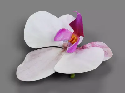 Phalaenopsis Orchid Bloom 3D model