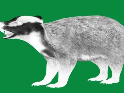 European Badger Low-poly 3D model