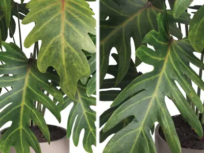 indoor plant 014 3D model