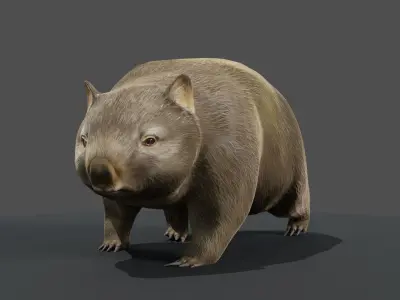 Common Wombat-Low Poly Animated  Low-poly 3D model