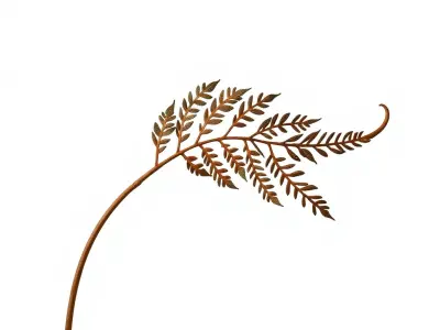 Fern Leaf Model Pack for D Environment Low-poly 3D model