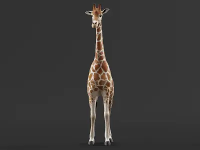 Reticulated Giraffe 3D model