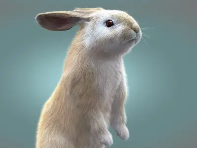 Rabbit Cream ANIMATED XGEN CORE 3D model