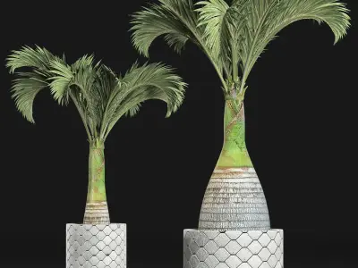 Plants Collection 156 Palm 3D model
