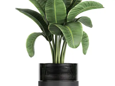 Decorative banana palm in flower pots for the interior 718 3D model