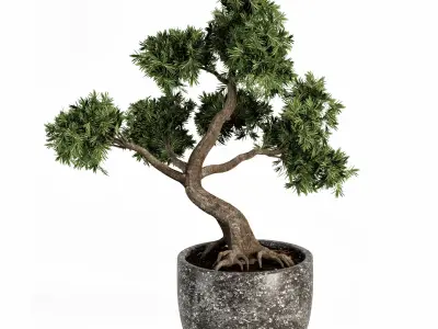 Plant bonsai-01 3D model