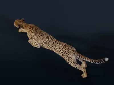 Cheetah Animated  3D model