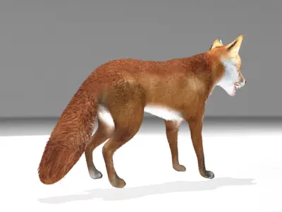 This model Fox Low-poly 3D model