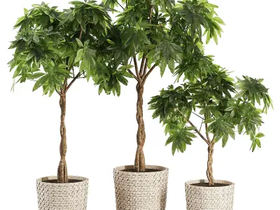 Indoor Plant SetV24 - Guiana Chestnut 3D model