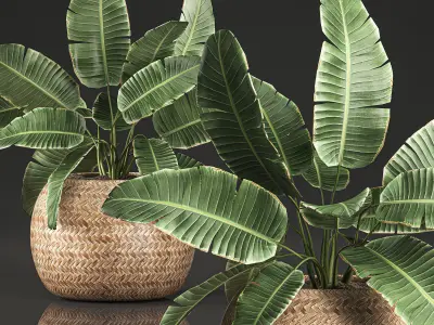 Strelitzia in a basket for the interior 635 3D model