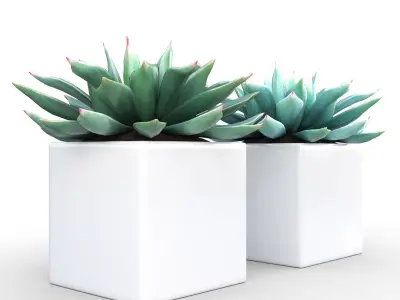 Potted Plant - Succulents  3D model