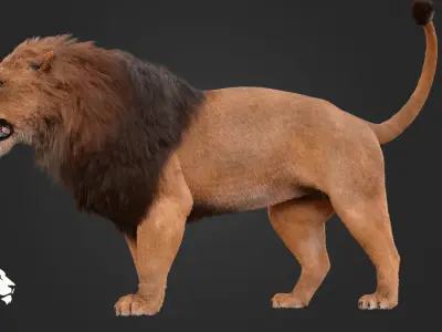 MALE LION 3D model