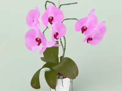 Orchid in Pot 3D model purchase