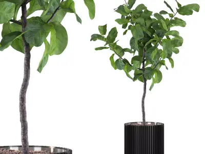 Big ficus lyrata in modern flower pot 3D model