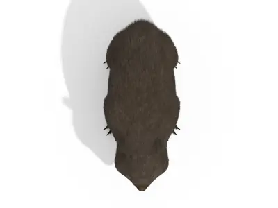 Wombat Marsupial Australian Animal 3D model