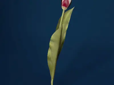 XfrogPlants Tulip 3D model