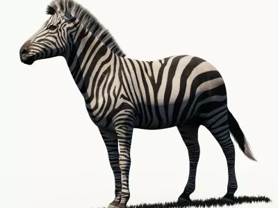 Zebra Rigged 3D model
