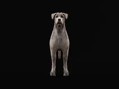 Irish Wolfhound Dog Low-poly 3D model