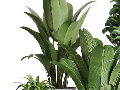 indoor plant ravenala ficus rubbery palm stand vase concrete 3D model