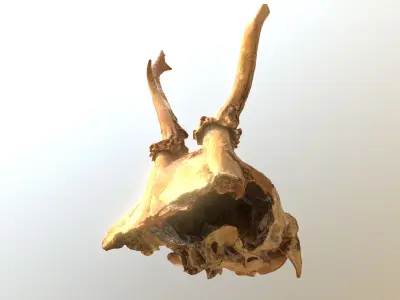 Scanned photorealistic broken roe dear skull with horns Low-poly 3D model