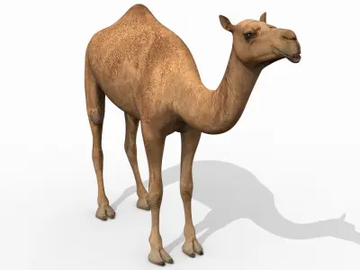 Pro Camel 8K - 3d animated model 3D model