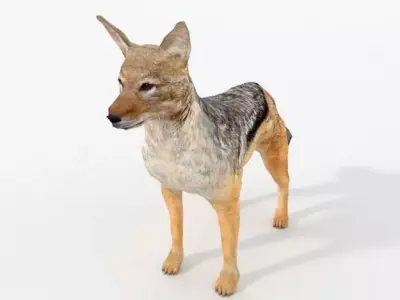 Jackal coyote Low-poly 3D model