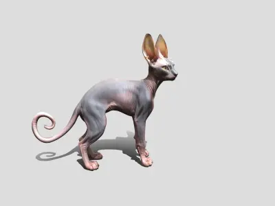 Sphynx Cat Animated Low-poly 3D model