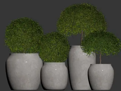 Set 4 indoor and outdoor Aglaia odorata planters 3D model