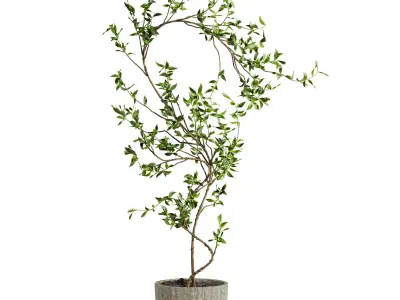 Potted plant 3D model buy