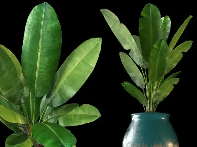 banana tree 3D model