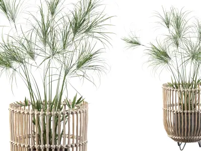 Cyperus Nofretete 03 3D model