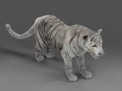 Fur White Tiger Panther Rigged in Blender  Low-poly 3D model