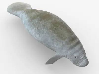 West Indian manatee Low-poly 3D model