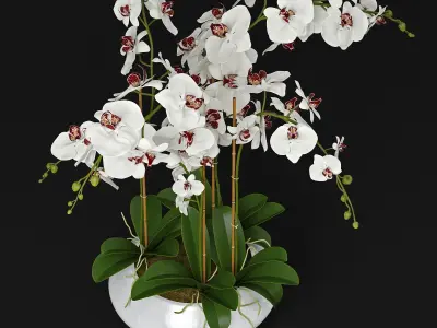 Orchid 11 3D model