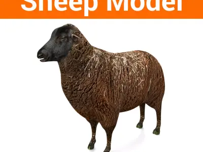 3D Black Sheep Model  Low-poly 3D model purchase