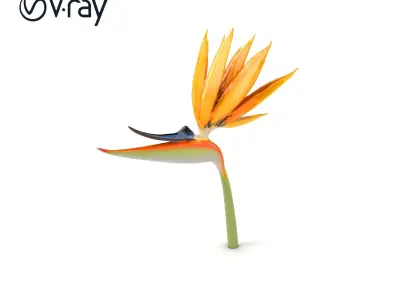Radiant Strelitzia Yellow Flower model pack Low-poly 3D model
