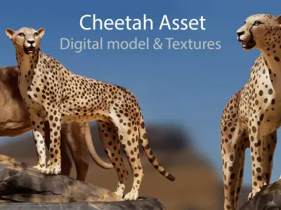 Cheetah Asset - Digital Model and Textures Low-poly 3D model