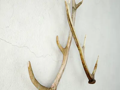 Naturally-Shed Deer Antlers 3D model