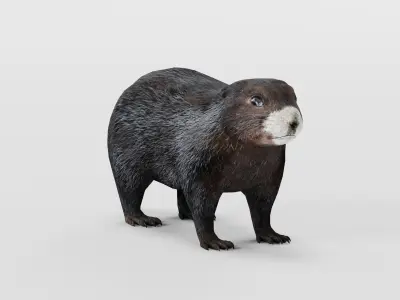 Vancouver Island Marmot Rodent Low-poly 3D model