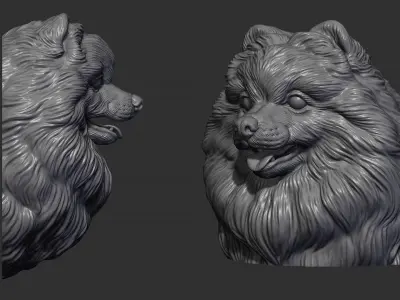 Pomeranian head 3D print model